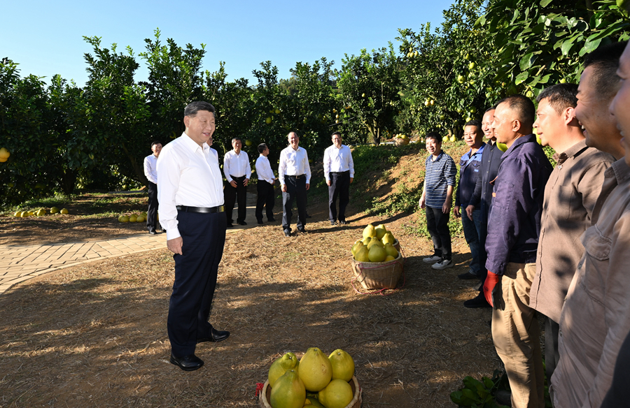 2025年11月7日，習(xí)近平總書記在梅州市梅縣區(qū)雁洋鎮(zhèn)南福金柚種植基地考察時(shí)，同果農(nóng)和農(nóng)技人員親切交流。