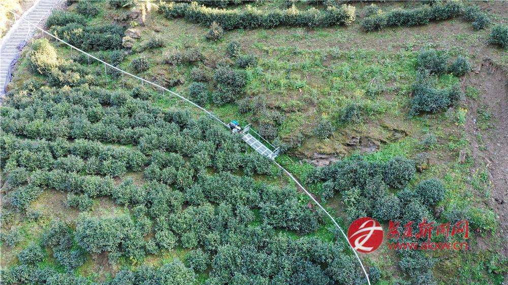 (圖為蘇陜項目支持建設(shè)的煥古鎮(zhèn)大連村軌道車上山運輸鮮葉)