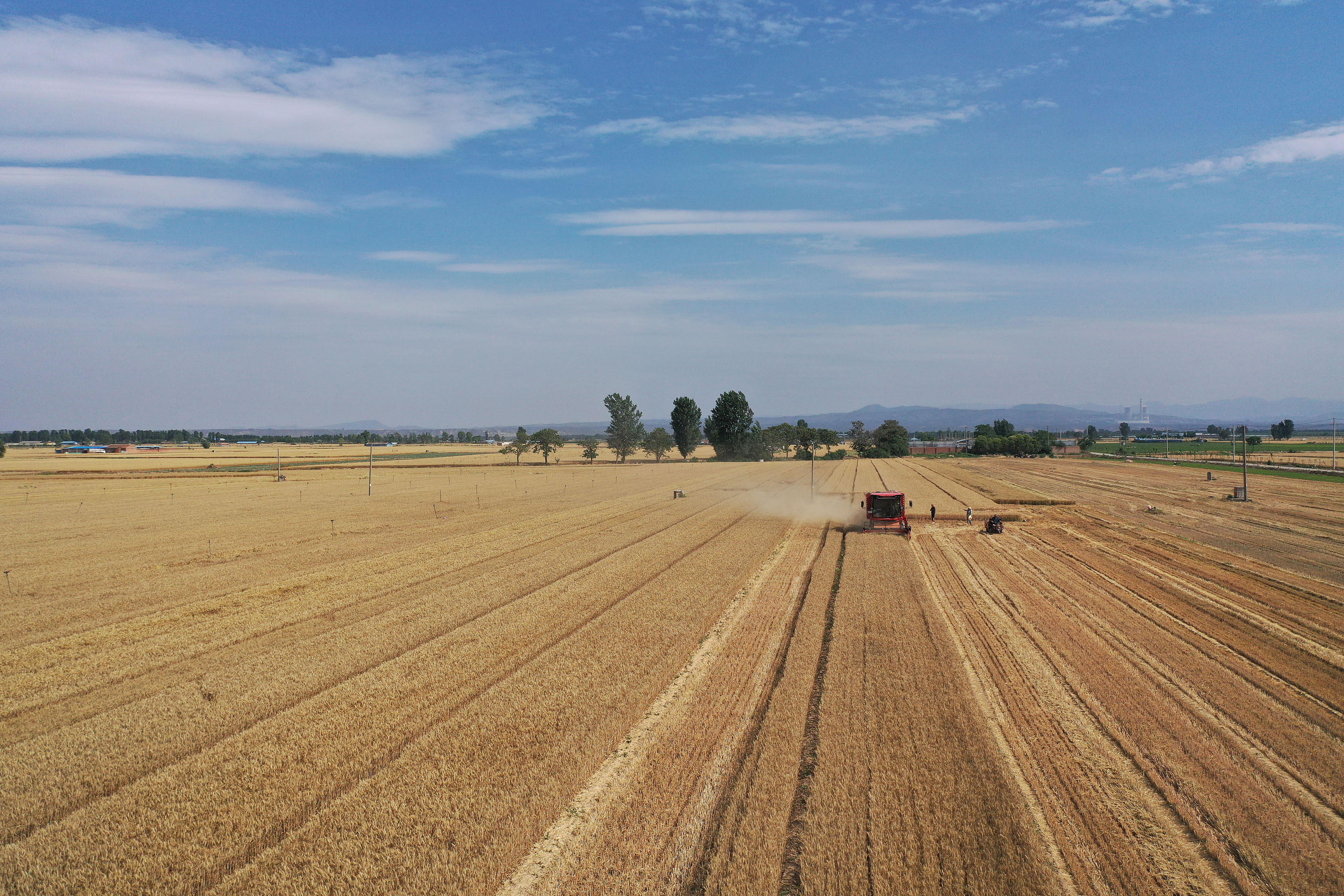2025年6月3日，河南焦作，溫縣黃河街道灘王莊村農(nóng)民駕駛收割機收獲小麥。