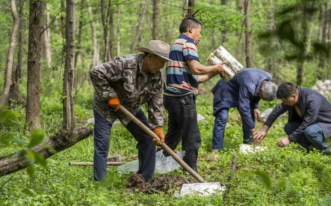 2025年4月16日，江西新余，仙女湖區(qū)河下鎮(zhèn)花園村林場，人們正在搬運、栽植靈芝菌棒。